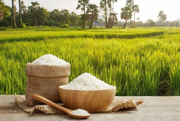 کنترل شدید واردات برنج برای حفظ سلامت عمومی 24 کنترل شدید واردات برنج برای حفظ سلامت عمومی