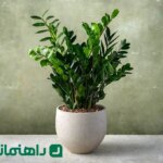 ۱۰ گیاهان آپارتمان دوستانه با باران که این روزها باید