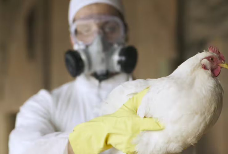 باد ، حامل های آنفلوانزا پرنده جدید؟ 19 bato-adv