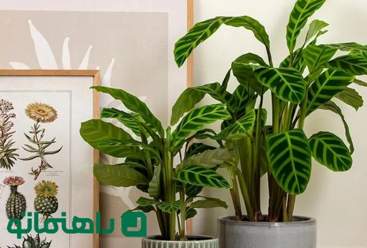 گیاهان آپارتمان غیر مد به مدت 2 سال