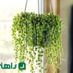 گیاهان آپارتمان ممنوع برای مینیمالیست ها