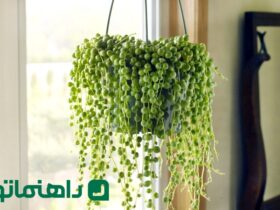 گیاهان آپارتمان ممنوع برای مینیمالیست ها