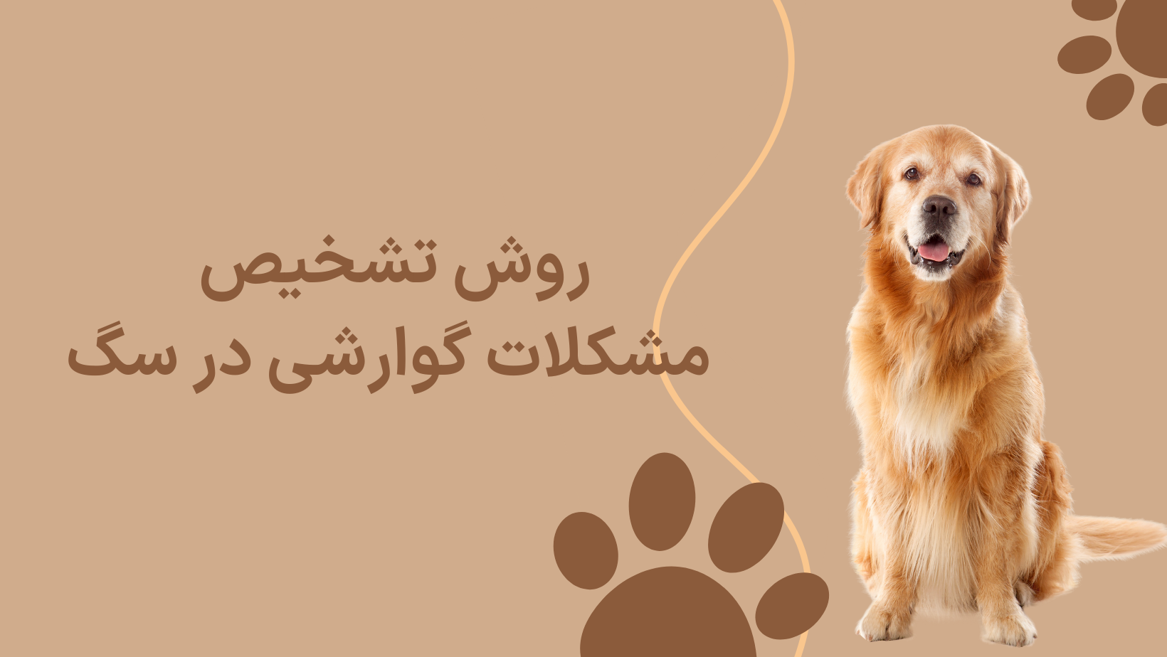 مشکلات گوارشی Dogin ؛ علل و درمان