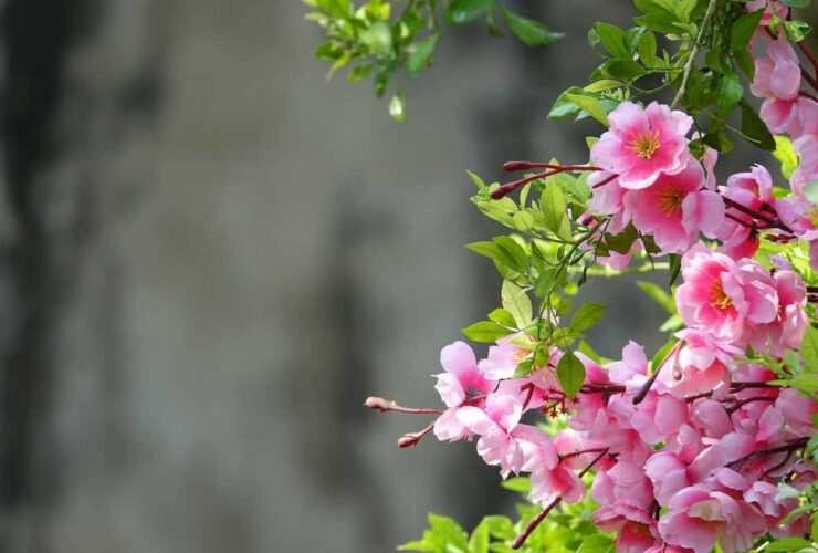 TAFAL چهارشنبه ، 23 مارس ؛ ما یک دستیار