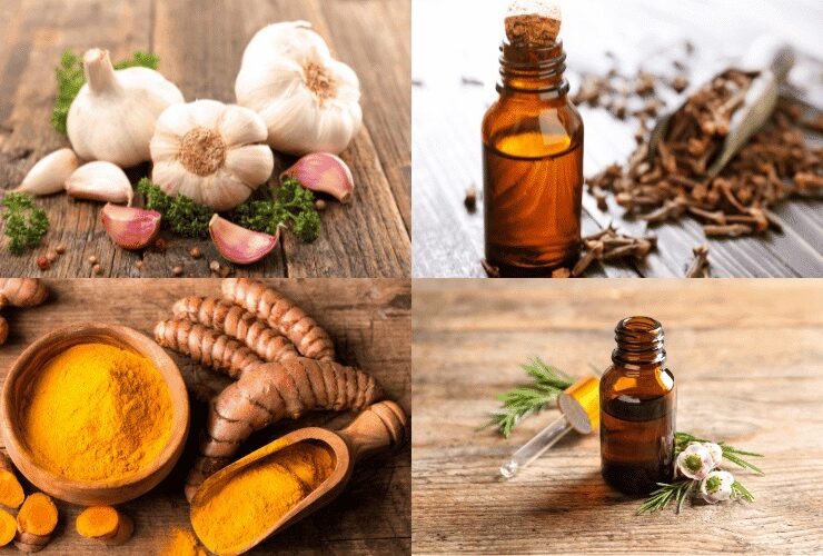 این آنتی بیوتیک های طبیعی را به رژیم غذایی خود