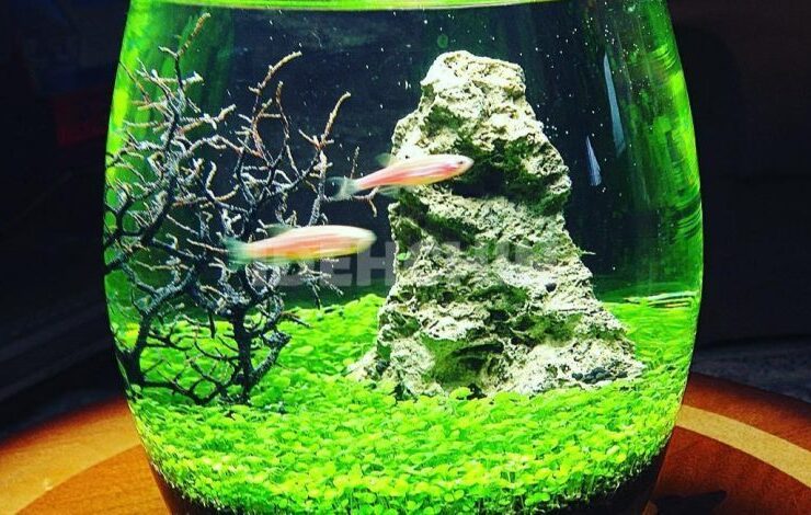 تعطیلات برای ماهی تنگ ؛ سبزه جذاب و متفاوت