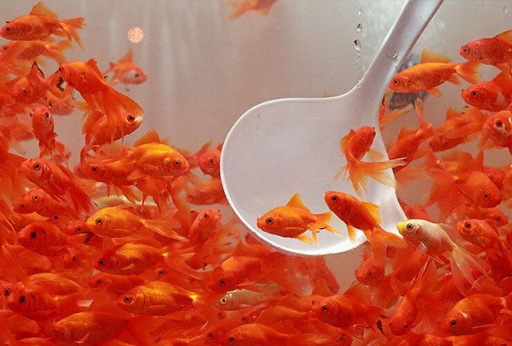 راهنمای مراقبت از ماهی سبز شب عید