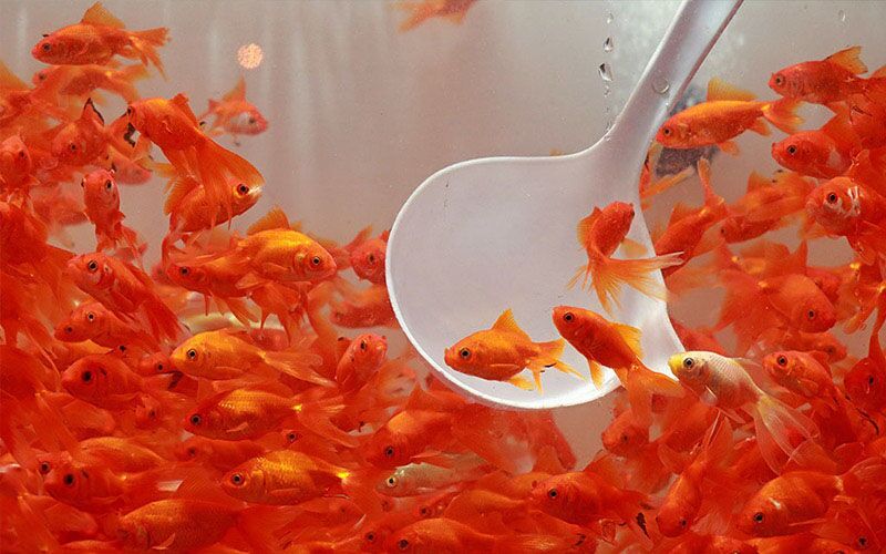 راهنمای مراقبت از ماهی سبز شب عید