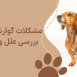 مشکلات گوارشی Dogin ؛ علل و درمان