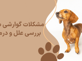 مشکلات گوارشی Dogin ؛ علل و درمان