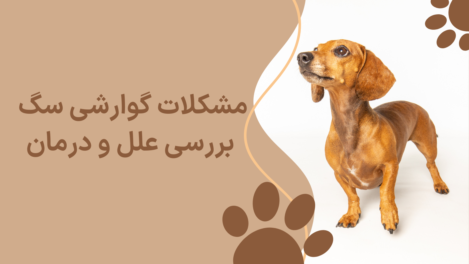 مشکلات گوارشی Dogin ؛ علل و درمان