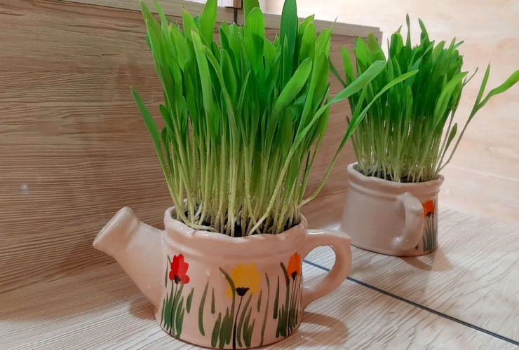 ویدئو کاشت شعبه عید با مصر