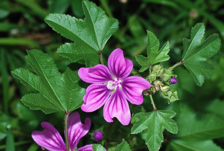 ویژگی های باشکوه پنیر ؛ گیاهی که تا هزار سالگی گسترش می یابد 15 bato-adv