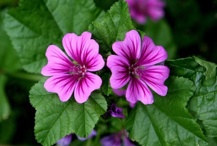 ویژگی های شیطان گل گل ؛ نحوه استفاده از پنیر