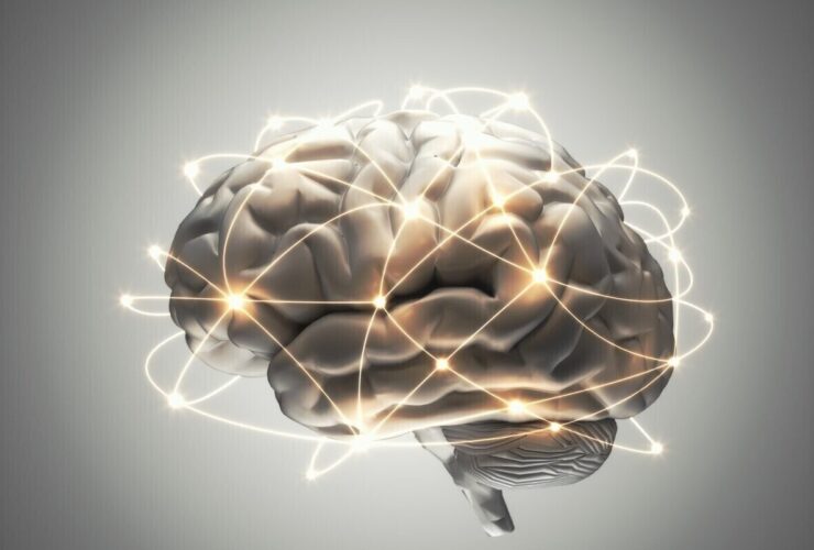 گیاهی که حافظه شما را تقویت می کند 24 گیاهی که حافظه شما را تقویت می کند