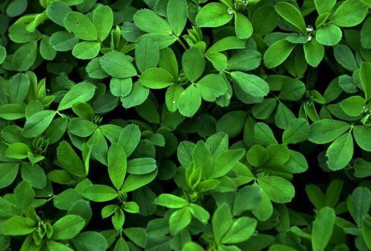 با مصرف داروهای گیاهی کلسترول خون را کاهش دهید 7 کاهش کلسترول خون با مصرف یک داروی گیاهی