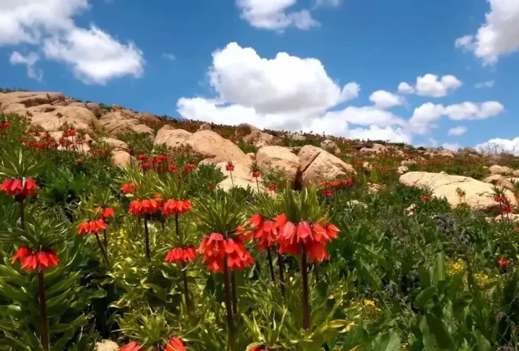 بهترین از دست دادن مکانهای مسافرتی ایران در بهار غم انگیز است 33 bato-adv