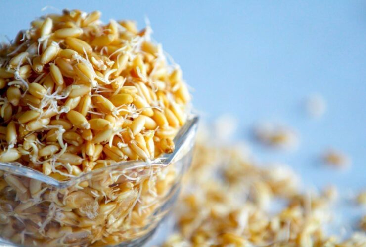 مصرف این جوانه‌ها شما را از خستگی نجات می‌دهد