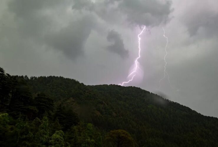 کشف درختی مرموز در جنگل‌های پاناما