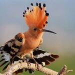 روز شنبه 23 مه ، تفالا حفیز ؛ نسیم صبح به شما نشان می دهد .....