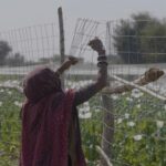 هند با اعتراض برای دومین سال پیاپی ، داغ داکس را به دست آورد