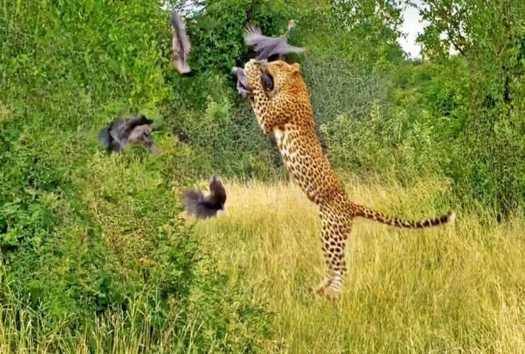 برای دیدن هنگامی که او به سمت مرغ با حصار شاخ پرواز کرد!