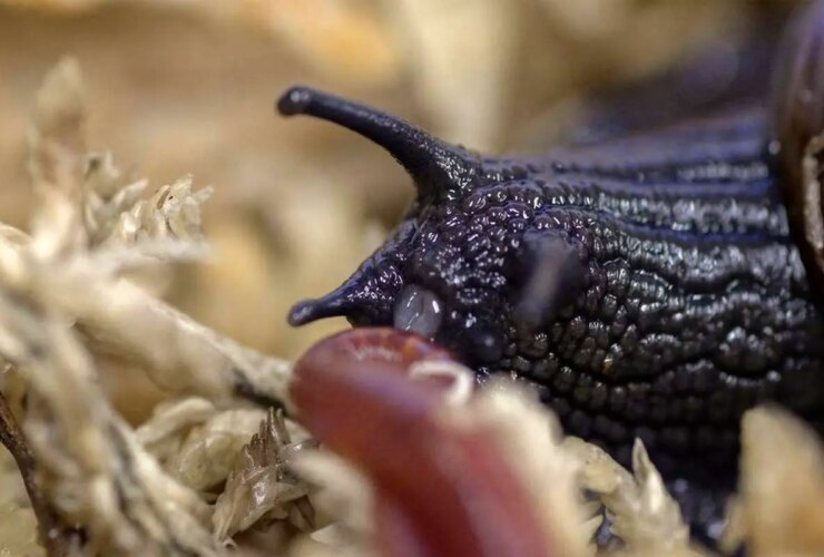 برای دیدن شگفتی از طبیعت ؛ تخم مرغ حلزون غول پیکر