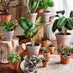 گل و گیاهان ؛ هدیه سبز طبیعت برای انسان