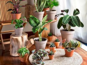 گل و گیاهان ؛ هدیه سبز طبیعت برای انسان