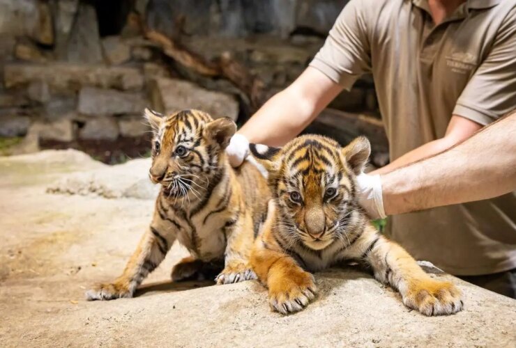 برای دیدن توله سگهای دوقلوی باغ وحش فرانکفورت