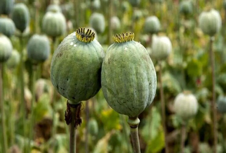 سال دوم ؛ قیمت خرید آب Afyon در تهران و قوم