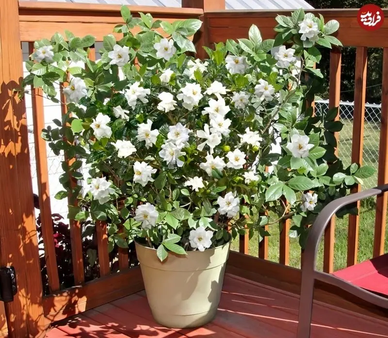 25