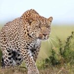 برای دیدن حمله پلنگ به گوسفند در شهروود