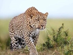 برای دیدن حمله پلنگ به گوسفند در شهروود