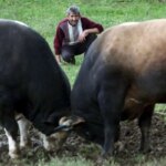 گاوهای خشمگین ناگهانی در مسابقه سنتی به تماشاگران