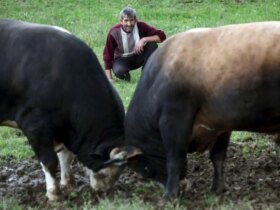 گاوهای خشمگین ناگهانی در مسابقه سنتی به تماشاگران