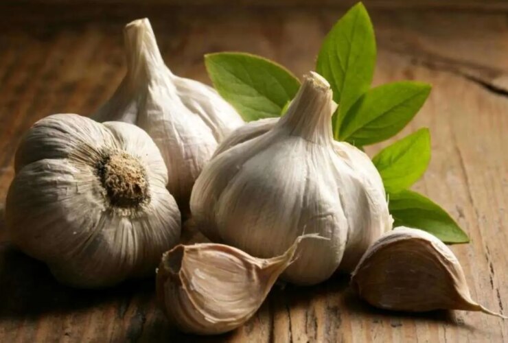 این گیاه ضد ویروس
