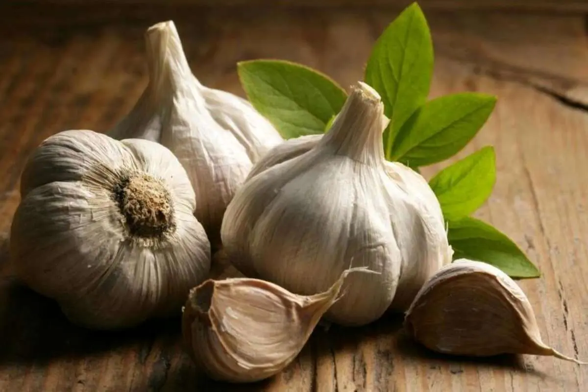 این گیاه ضد ویروس