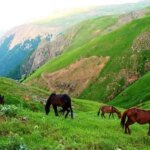 اسب های بهاری در دیلمن گیلان