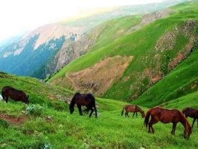 اسب های بهاری در دیلمن گیلان
