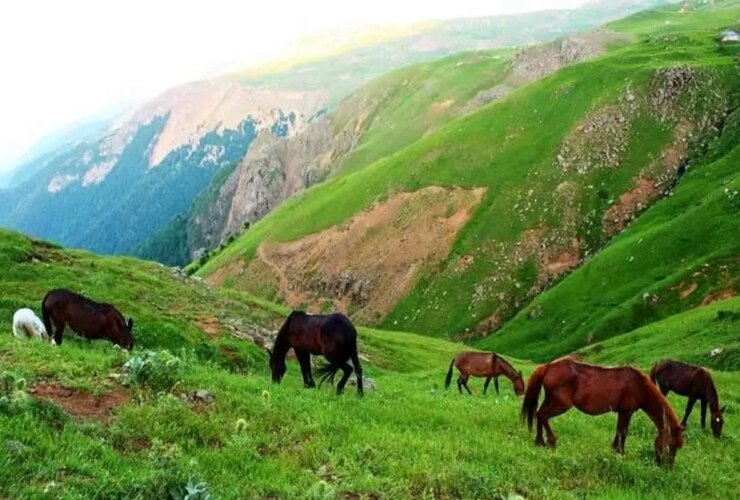 اسب های بهاری در دیلمن گیلان
