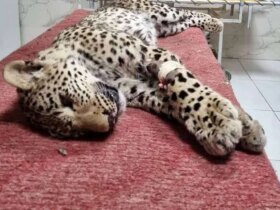 با وجود تمام تلاش ها ، پلنگ مجروح درگذشت