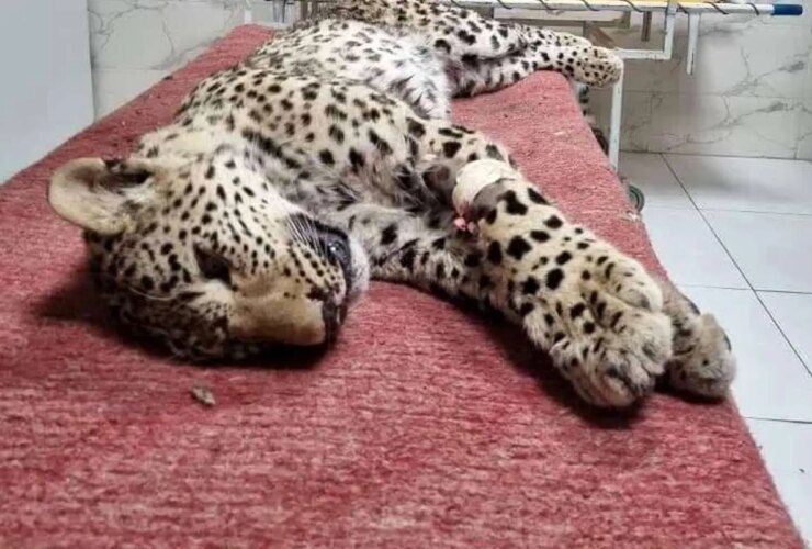 با وجود تمام تلاش ها ، پلنگ مجروح درگذشت