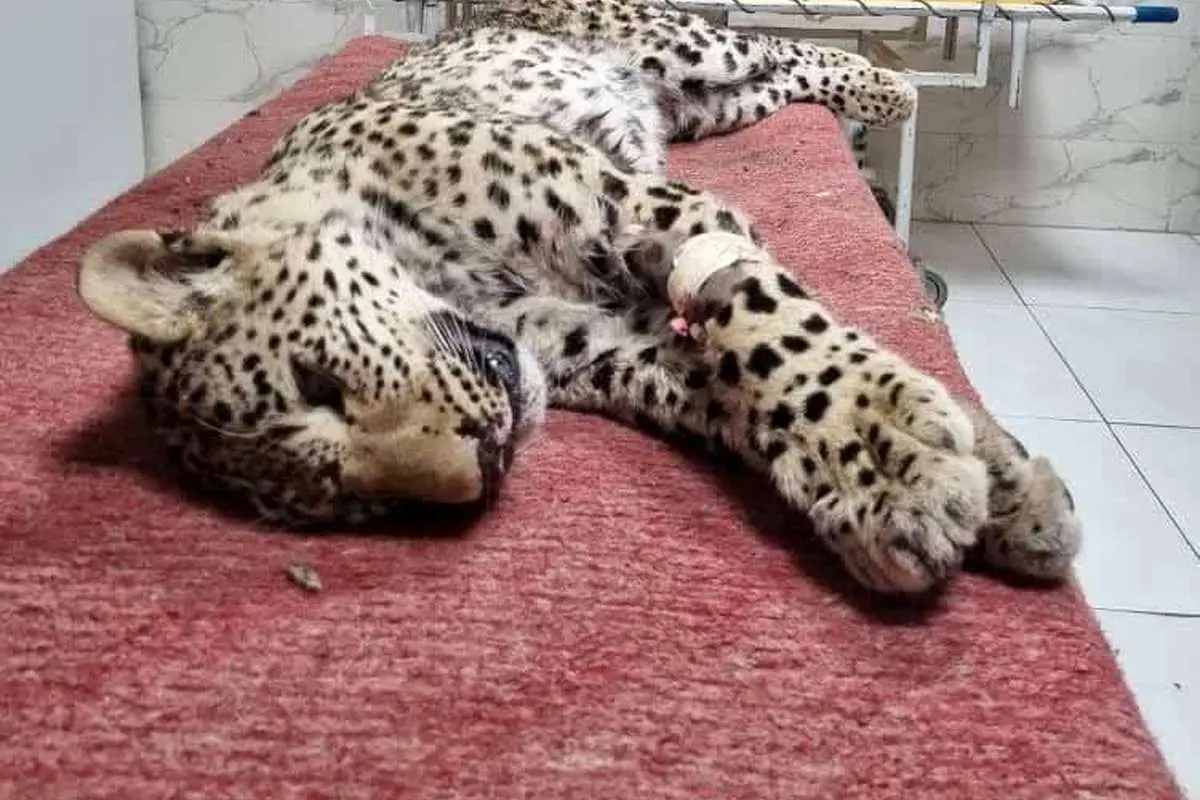 با وجود تمام تلاش ها ، پلنگ مجروح درگذشت