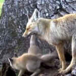 برای دیدن خانواده معمولی فاکس در ارتفاعات پارک ملی کایزر