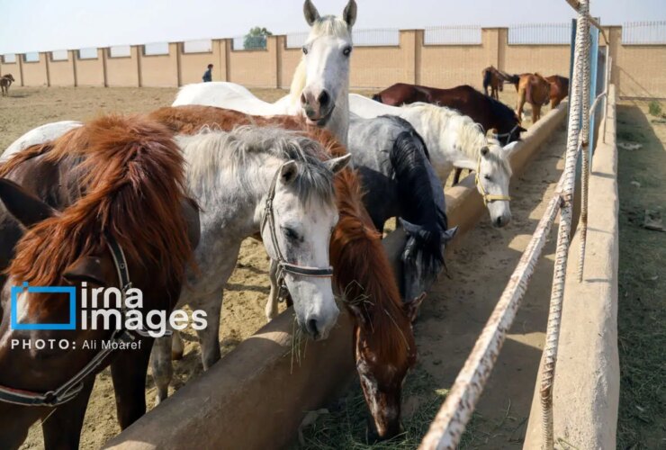 تصاویر ردپاهای موجود در اسب های هسنر