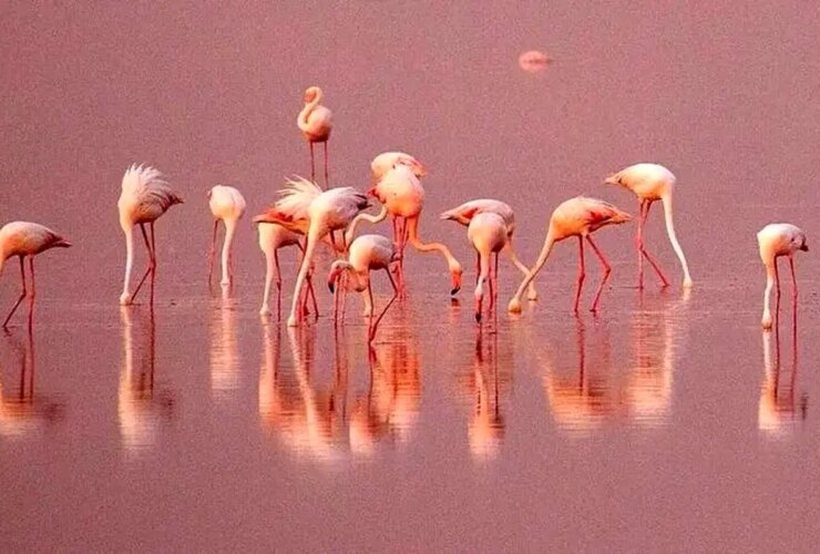 ردپاهای فلامینگوها را از بالا مشاهده کنید
