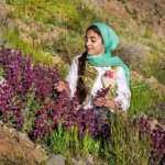 تصاویر برداشت گیاهان پزشکی در ارتفاعات Chaharmahal و Bakhtiari
