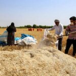 تصاویر برداشت گندم در خوزستان
