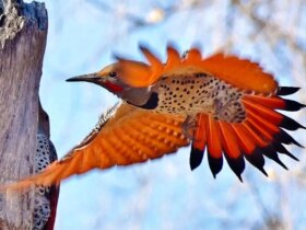 حماسه در قلب طبیعت ؛ تاریکی با مار خود برای زنده ماندن